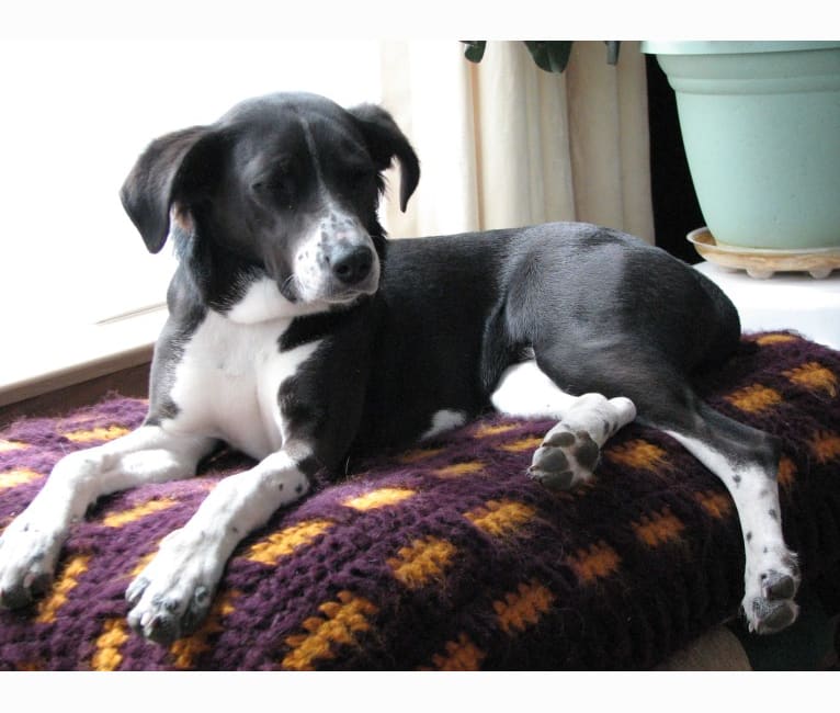 Embark Dog Dna Test Breed