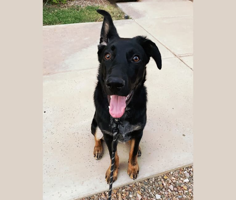 Leeroy Jenkins, a German Shepherd Dog and Australian Cattle Dog mix tested with EmbarkVet.com