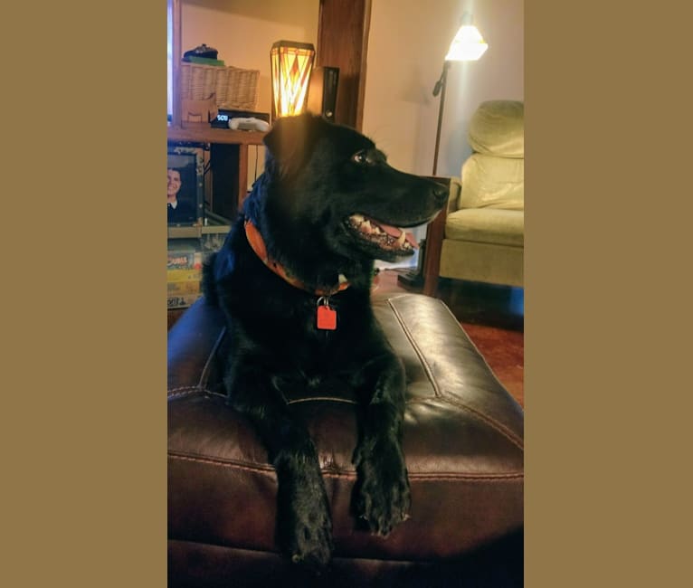 Photo of Sirius Lee, an American Pit Bull Terrier, Border Collie, Collie, Labrador Retriever, and Mixed mix in Lake Charles, Louisiana, USA