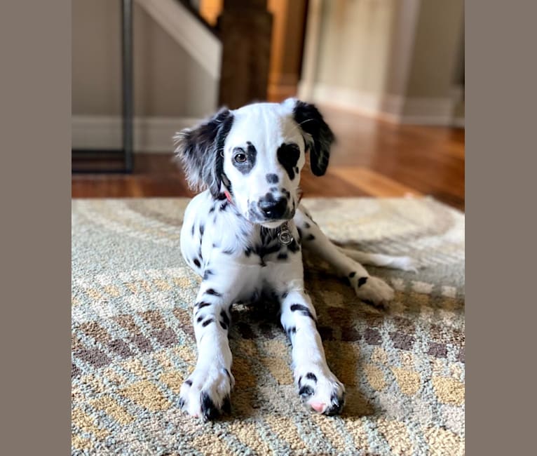Photo of Indie, a Dalmatian  in Wisconsin, USA