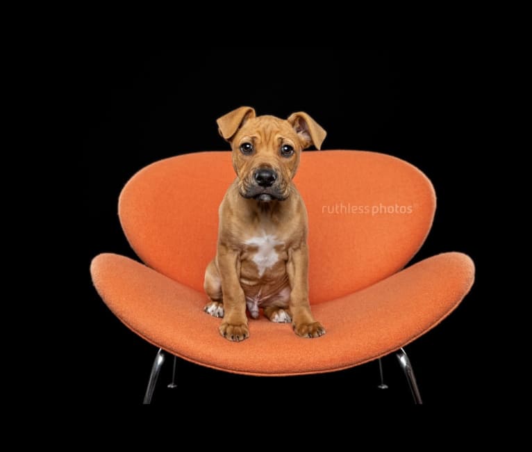 Ginger Ninja, a Staffordshire Bull Terrier and Boxer mix tested with EmbarkVet.com