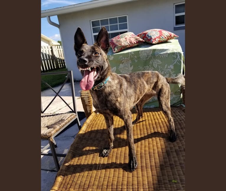 Jinx Van Patriot, a Dutch Shepherd and German Shepherd Dog mix tested with EmbarkVet.com