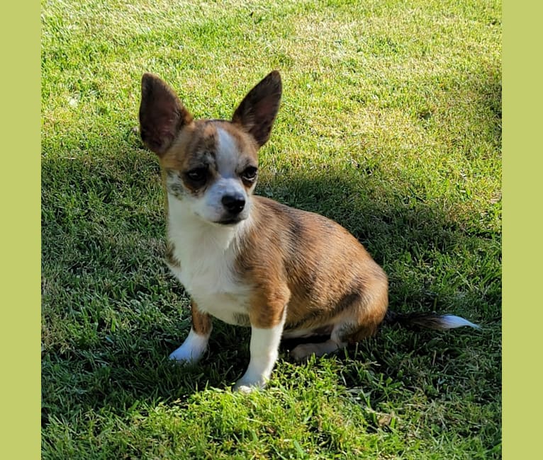 Bruce, a Chihuahua tested with EmbarkVet.com