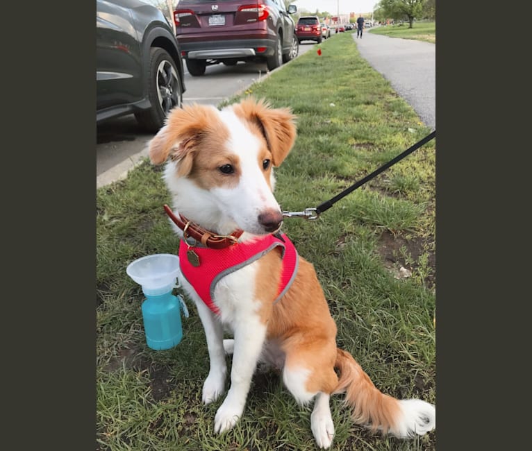 Bailey, a Collie and Shetland Sheepdog mix tested with EmbarkVet.com