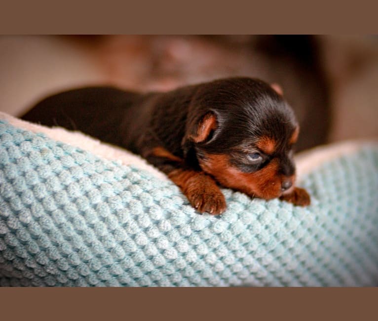 Rosie, a Yorkshire Terrier tested with EmbarkVet.com