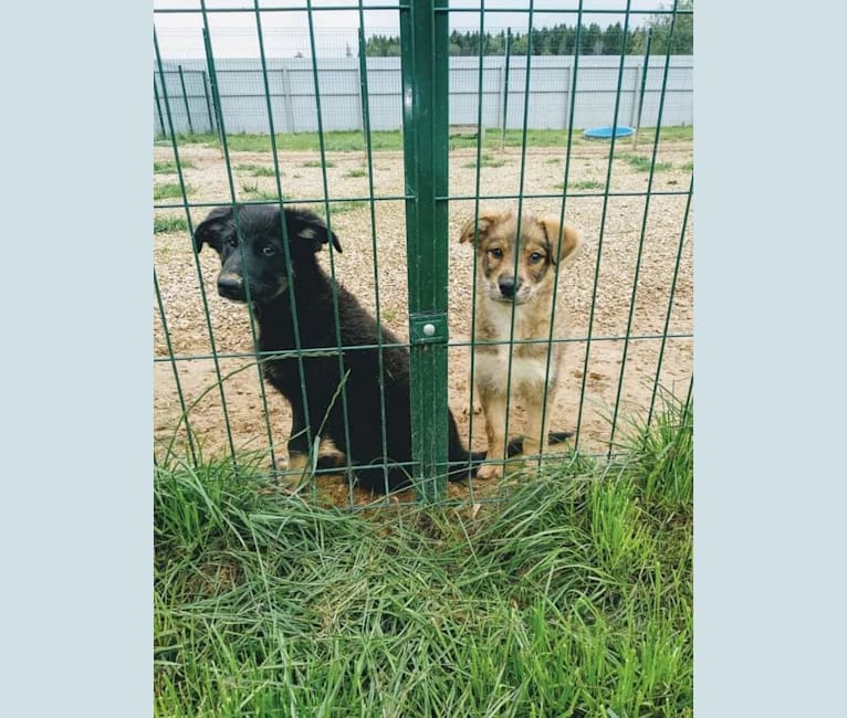 Flóki, an Eastern European Village Dog tested with EmbarkVet.com