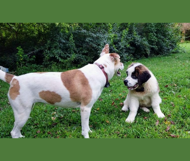 Photo of Akatsuki, an Alaskan Malamute, American Pit Bull Terrier, and American Staffordshire Terrier mix in Strasburg, Virginia, USA