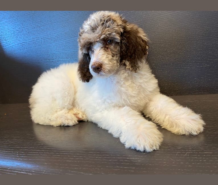 CoCo, a Poodle (Standard) tested with EmbarkVet.com