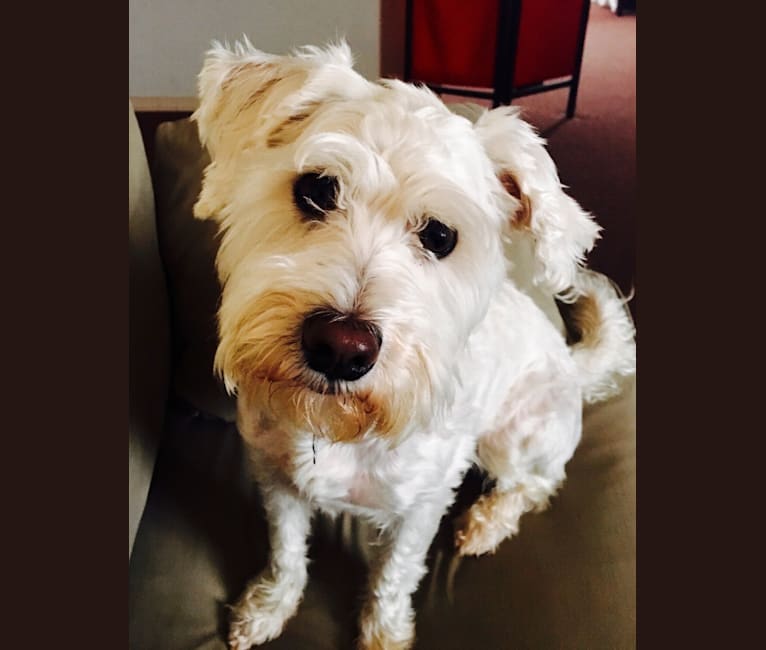 Schnauzer and bichon mix top