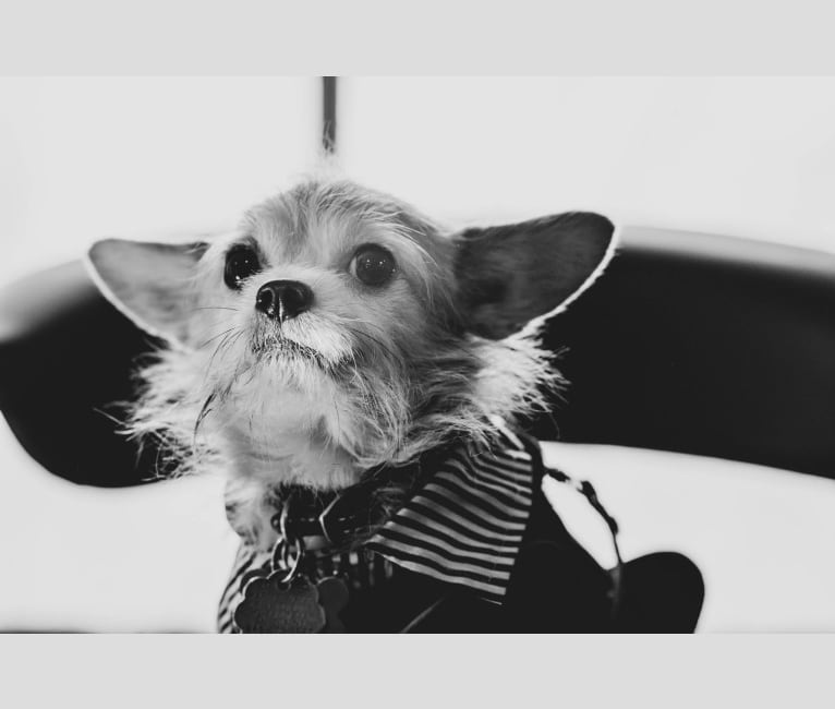 Fritz, a Chihuahua and Pomeranian mix tested with EmbarkVet.com