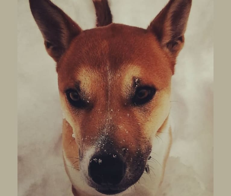 Barnaby, an American Pit Bull Terrier and Australian Cattle Dog mix tested with EmbarkVet.com