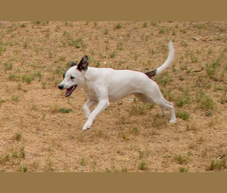 Photo of Popcorn, a Border Collie, Whippet, Border Terrier, and Staffordshire Bull Terrier mix in Pahrump, NV, USA