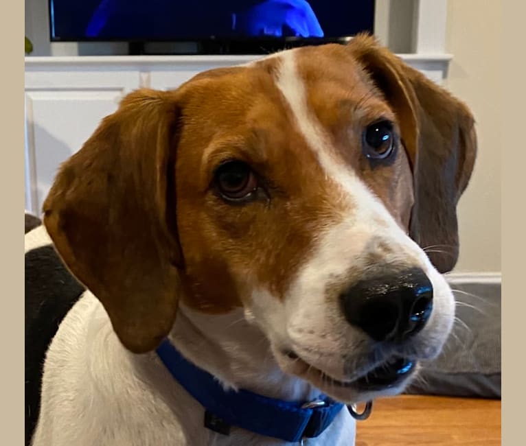 Bailey, an American Foxhound tested with EmbarkVet.com