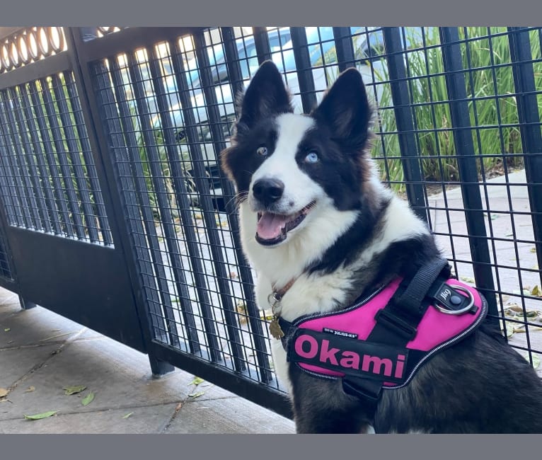 Okami a dog tested with EmbarkVet.com