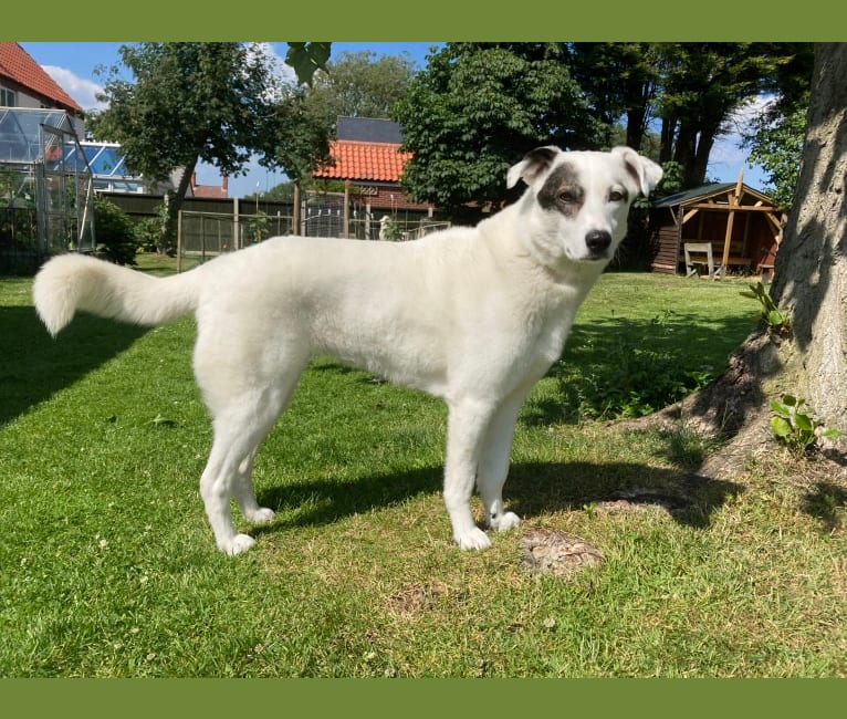 Roma, an European Village Dog tested with EmbarkVet.com