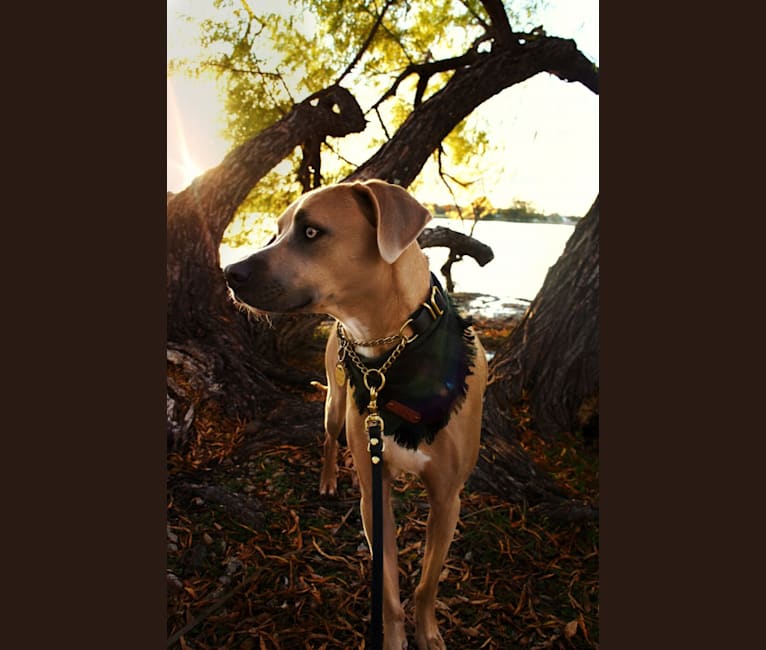 Lucian, an American Pit Bull Terrier and Rat Terrier mix tested with EmbarkVet.com