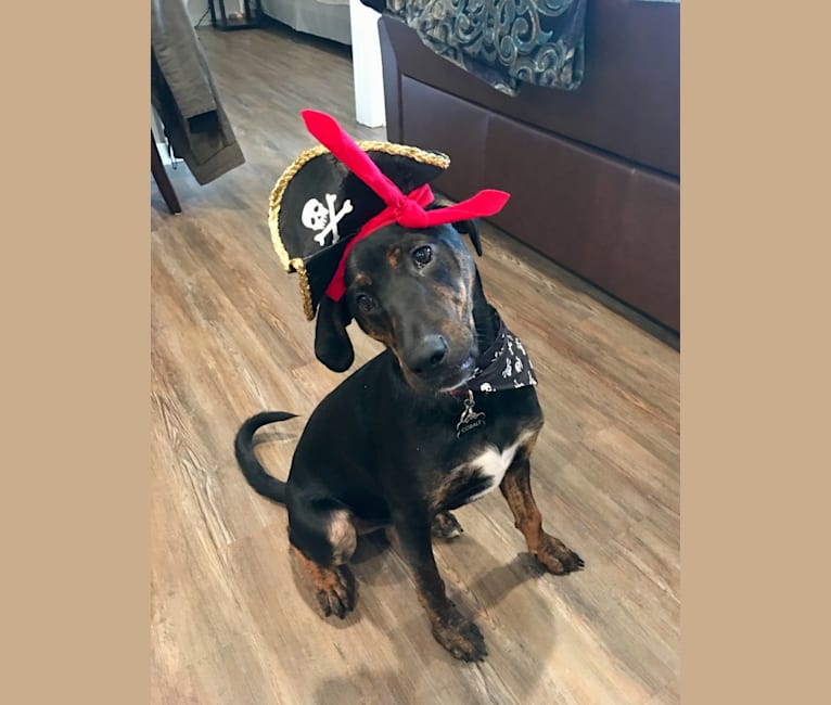 Cobalt, a Black and Tan Coonhound and Treeing Walker Coonhound mix tested with EmbarkVet.com