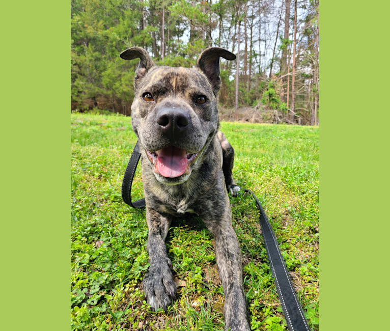 Paxton, an American Pit Bull Terrier and Boxer mix tested with EmbarkVet.com