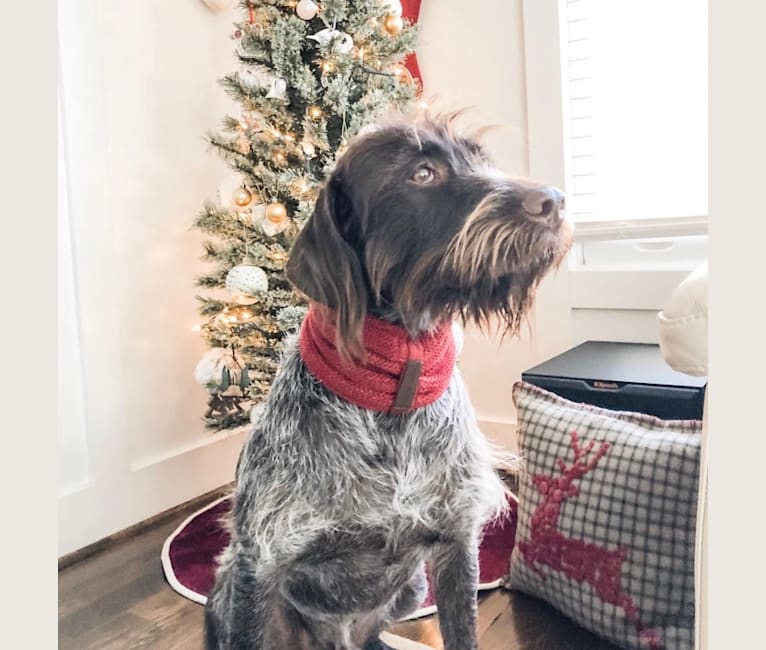 Royal, a Wirehaired Pointing Griffon tested with EmbarkVet.com