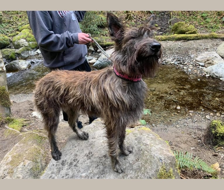 Pandora, a Berger Picard tested with EmbarkVet.com