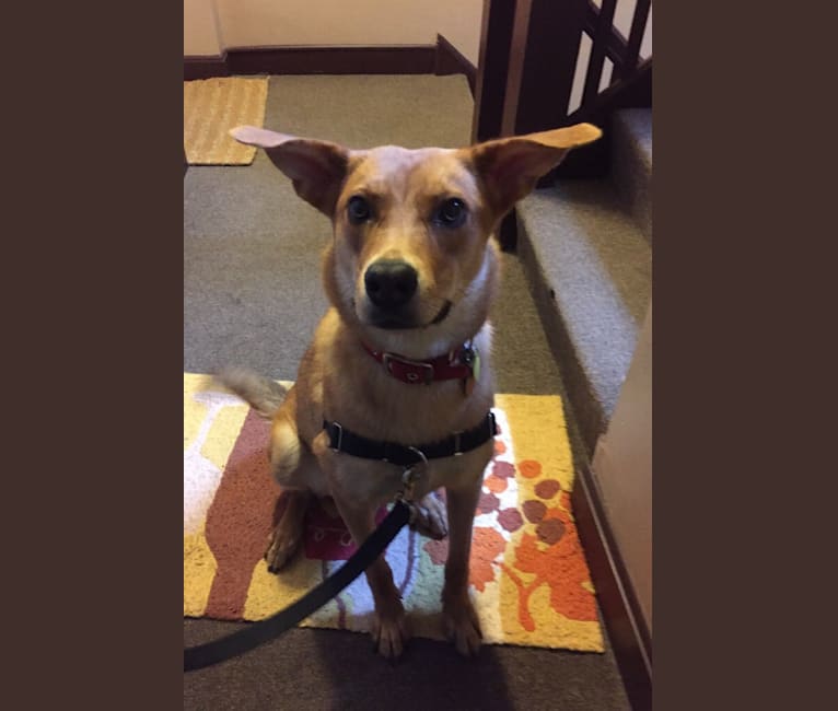 Tesla, a German Shepherd Dog and American Foxhound mix tested with EmbarkVet.com