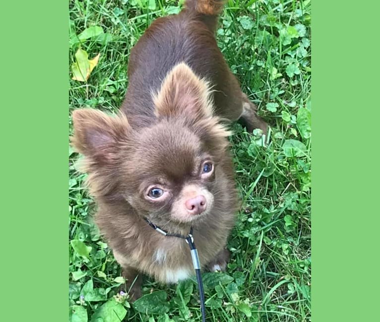 Photo of CJ, a Chihuahua 
