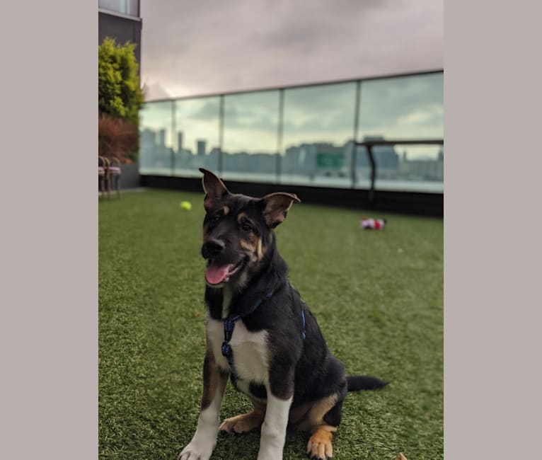Cooper, a Hong Kong Village Dog tested with EmbarkVet.com