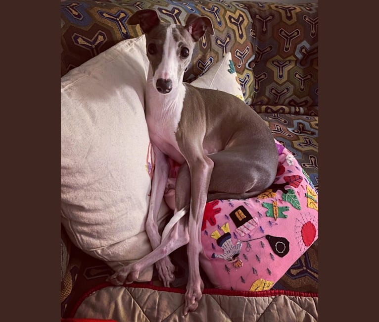 Embark Dog DNA Test Breed