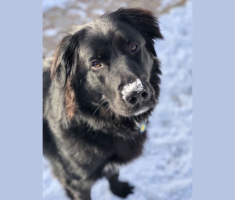 german shepherd cross springer spaniel
