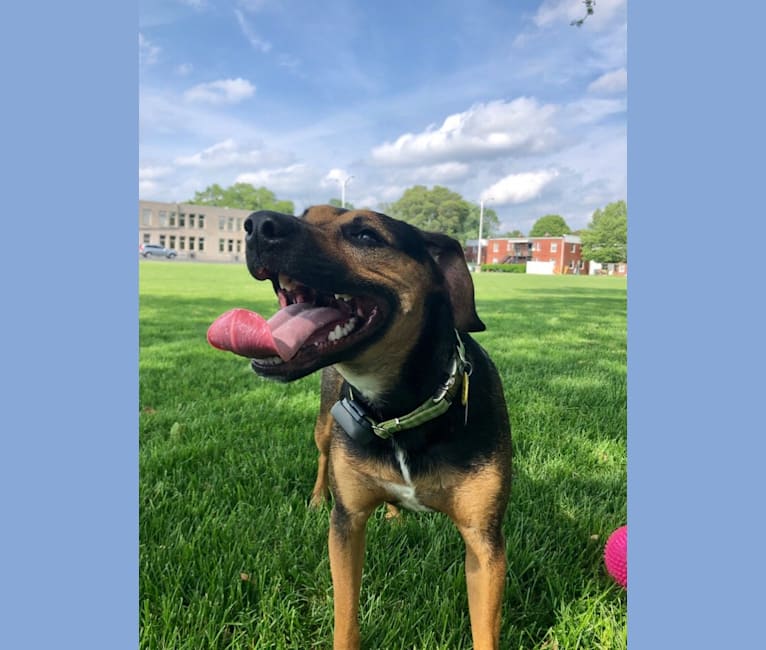 Millie, an American Pit Bull Terrier and Beagle mix tested with EmbarkVet.com