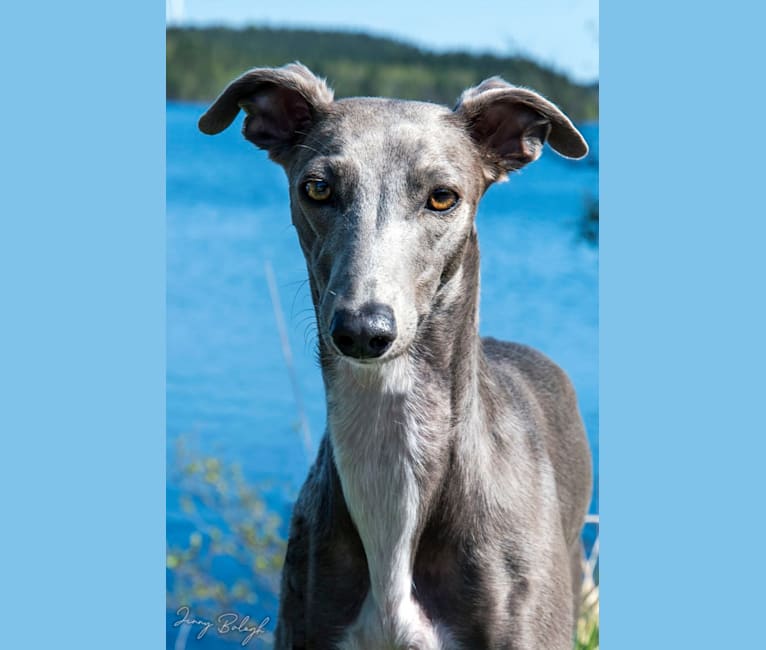 Skye, a Whippet tested with EmbarkVet.com