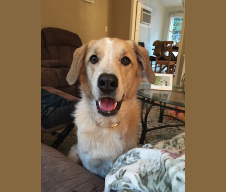 Lainey, a Coonhound and Great Pyrenees mix tested with EmbarkVet.com