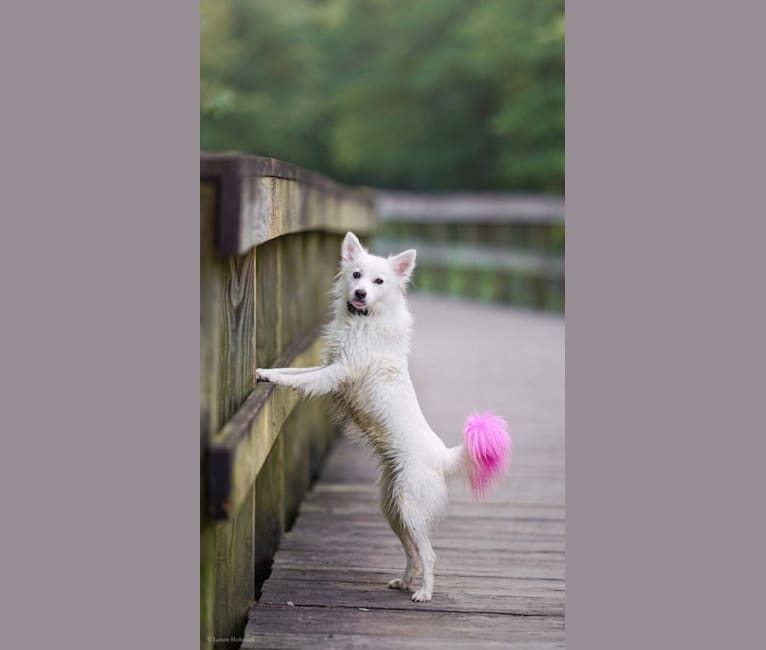 Secret, an American Eskimo Dog tested with EmbarkVet.com