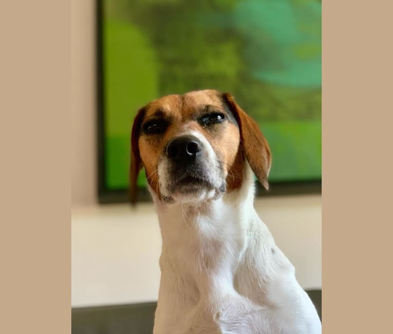 Embark Dog DNA Test Breed