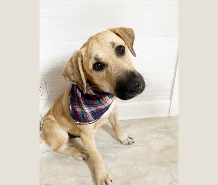 Photo of Samuel (Sam), a Great Pyrenees, Airedale Terrier, Labrador Retriever, and American Pit Bull Terrier mix in Tennessee, USA