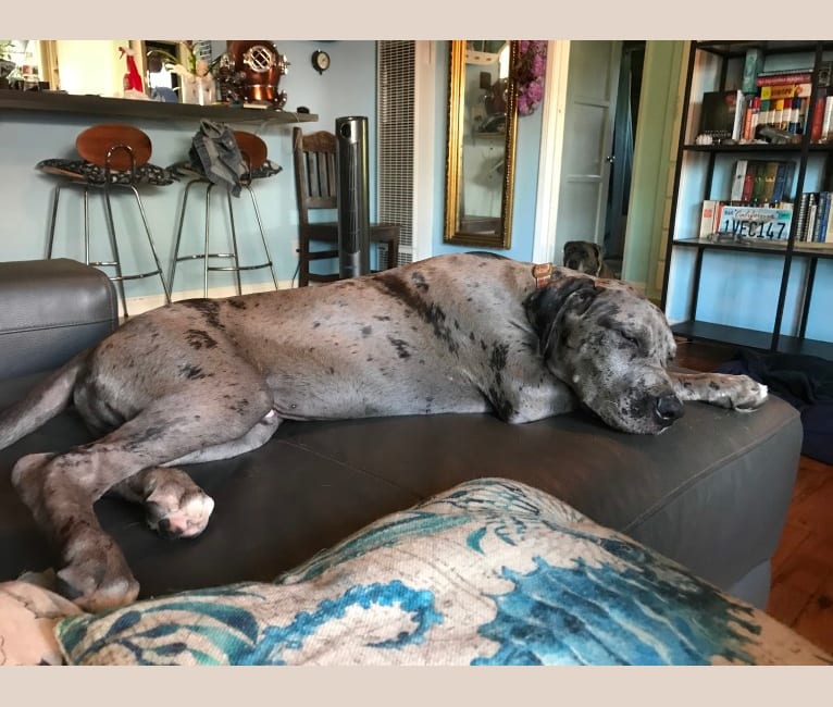 Embark Dog DNA Test Breed