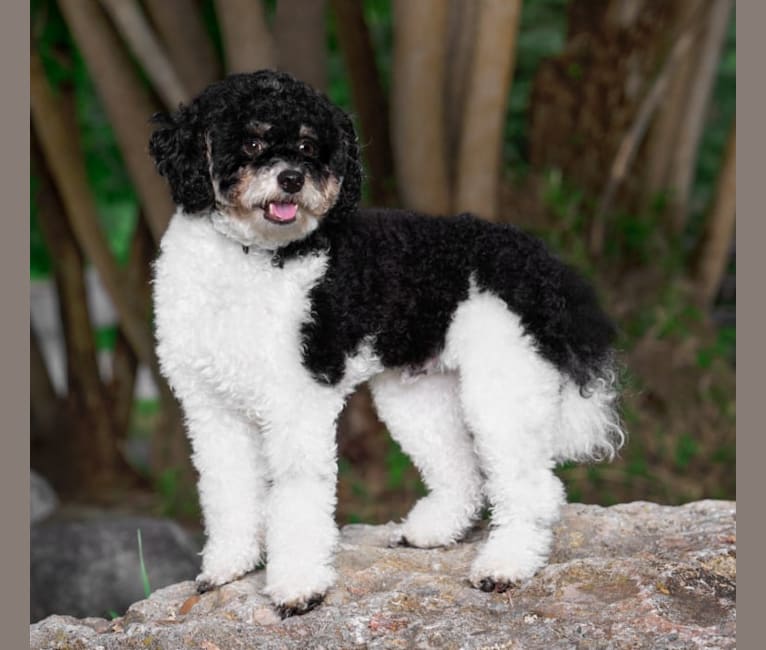 Ollie, a Poodle (Small) tested with EmbarkVet.com