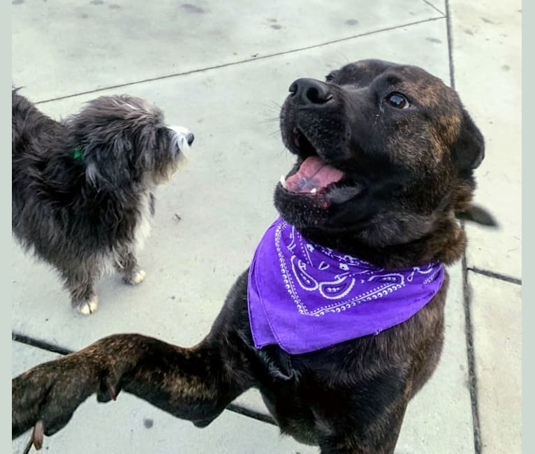 Whiskey Biscuit, a Chow Chow and Boxer mix tested with EmbarkVet.com