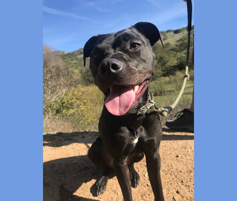 Embark Dog DNA Test Breed