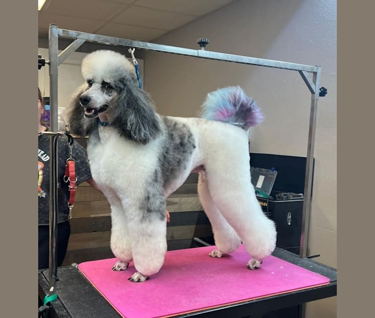 Creed, a Poodle (Standard) tested with EmbarkVet.com