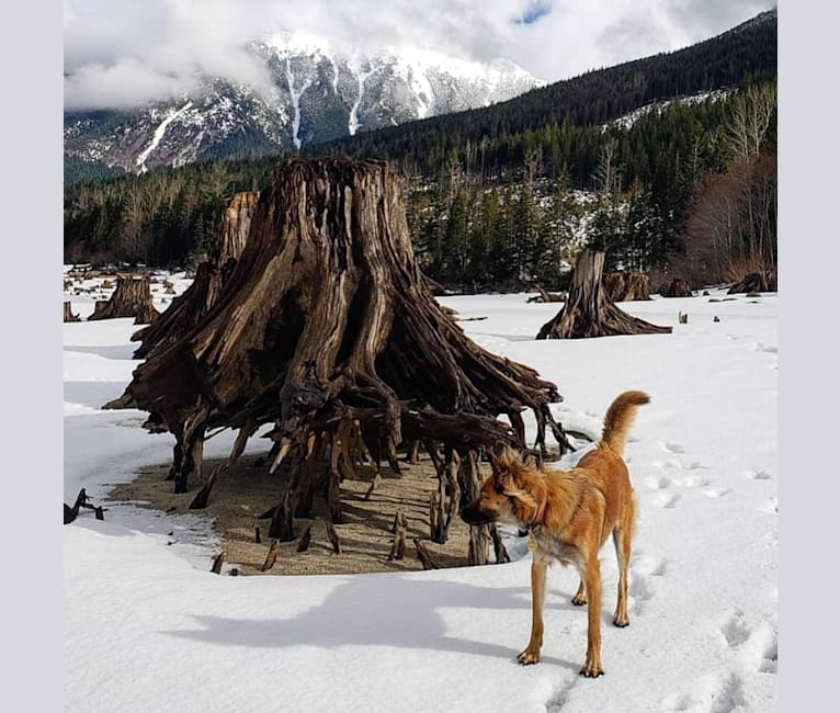 Lucy, a Formosan Mountain Dog tested with EmbarkVet.com