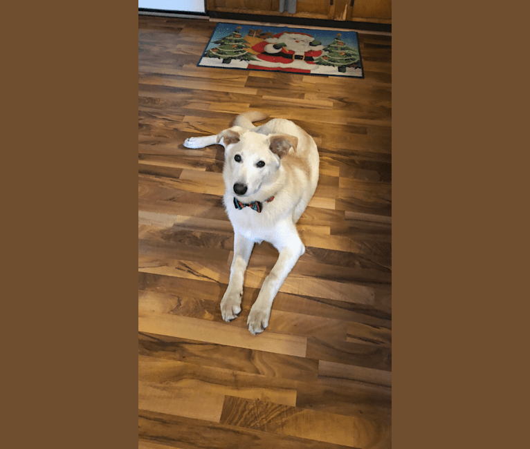 Photo of Samwise, a German Shepherd Dog, Australian Cattle Dog, and Mixed mix in Sycamore, Illinois, USA