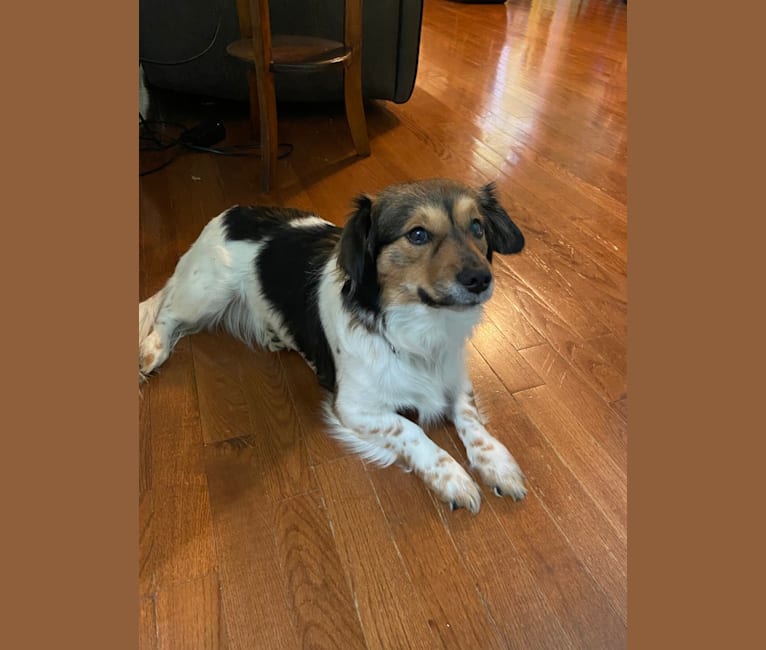 Sadie Buck, an Australian Cattle Dog and Shih Tzu mix tested with EmbarkVet.com