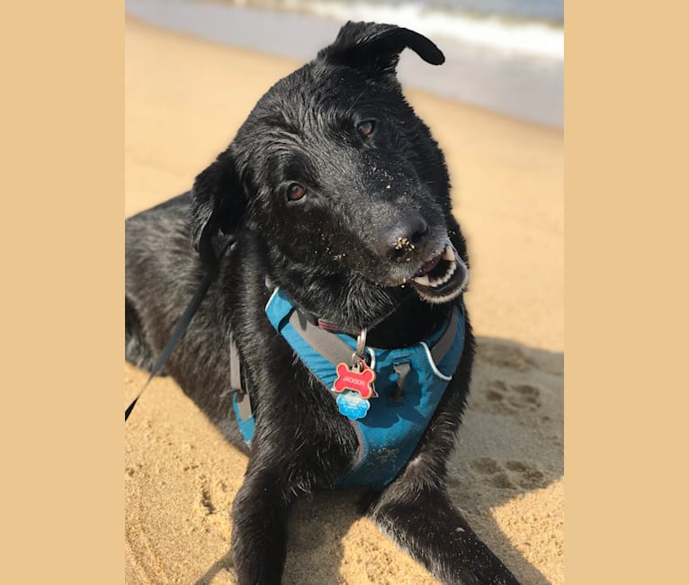 Jackson, a Labrador Retriever and Belgian Malinois mix tested with EmbarkVet.com