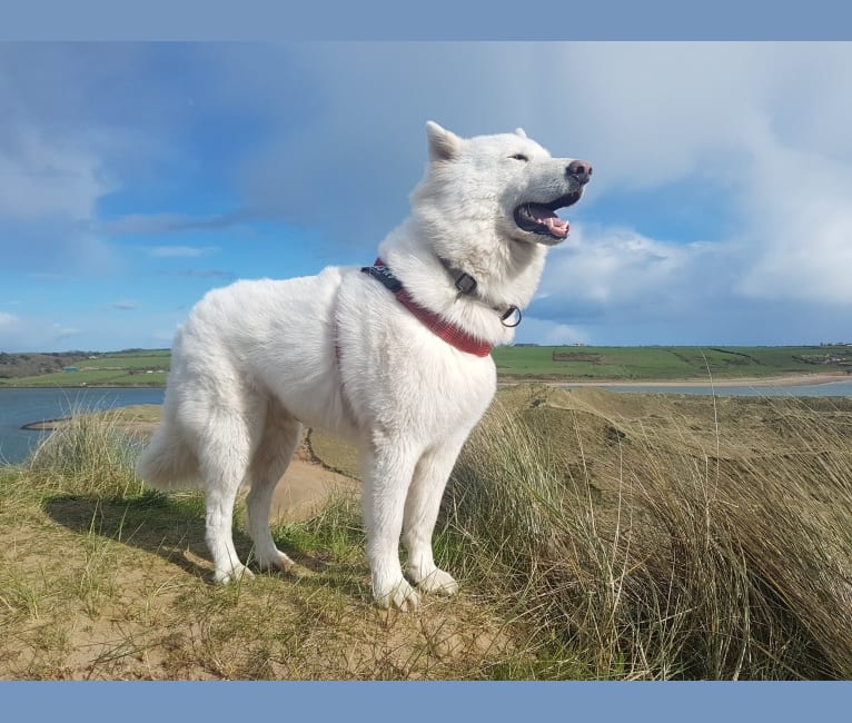 Alaska, a German Shepherd Dog and Akita mix tested with EmbarkVet.com