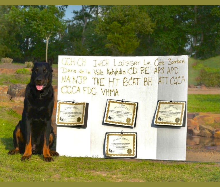 Photo of Vader, a Beauceron  in Crystal, ME, USA