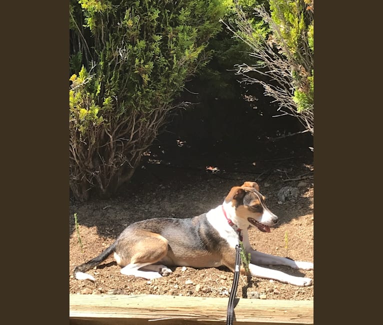 Savvy, a Russell-type Terrier and American Pit Bull Terrier mix tested with EmbarkVet.com