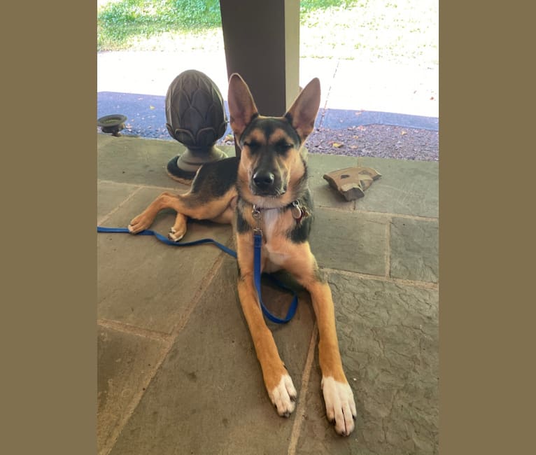 Lola, a German Shepherd Dog and American Pit Bull Terrier mix tested with EmbarkVet.com