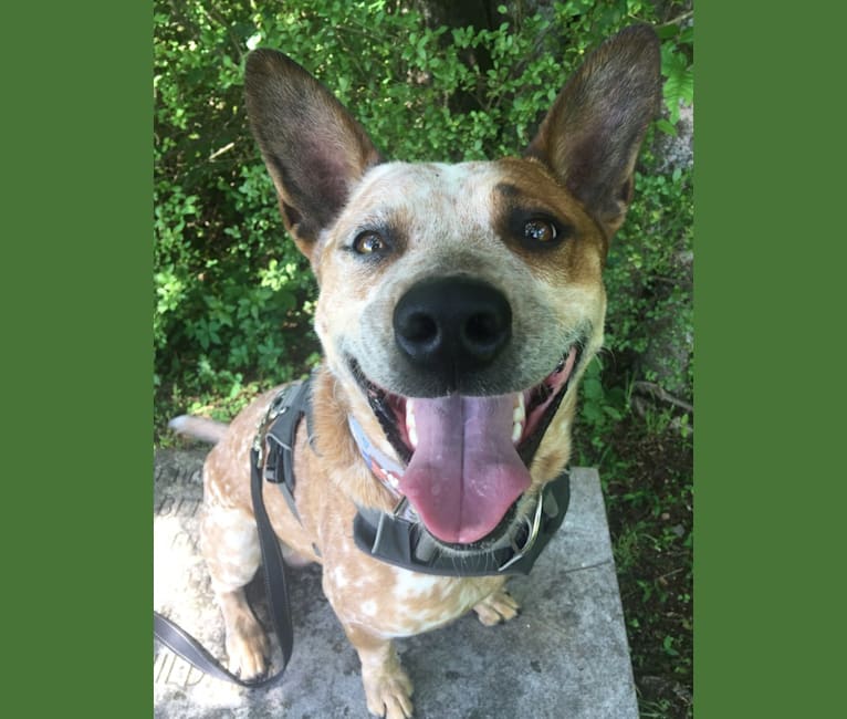 Frost, an Australian Cattle Dog tested with EmbarkVet.com