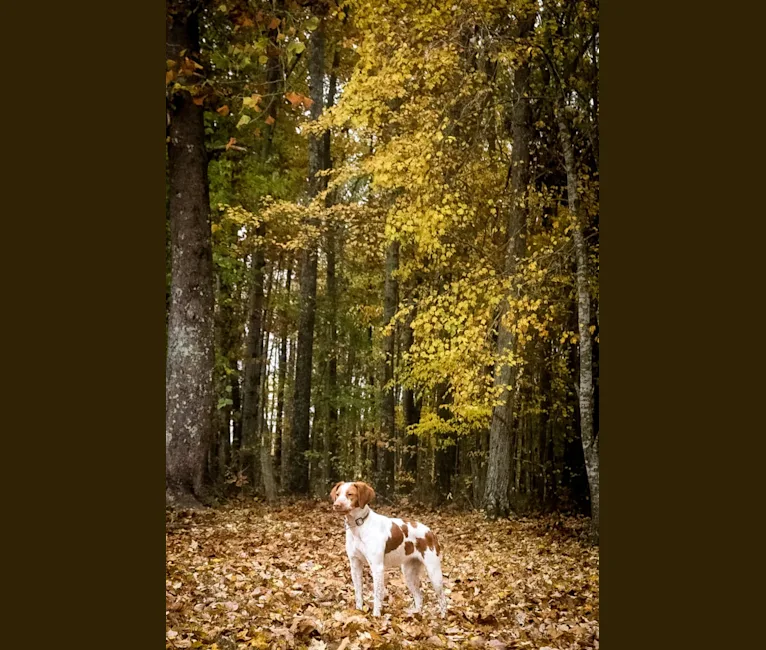 Belle, a Brittany tested with EmbarkVet.com
